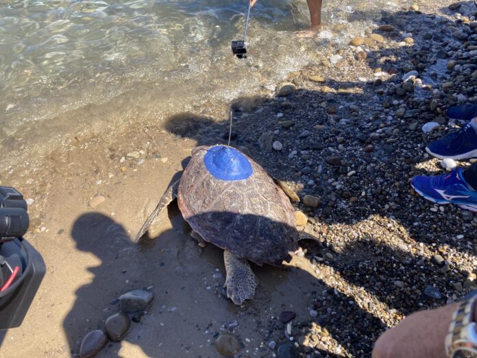 tartaruga caretta caretta