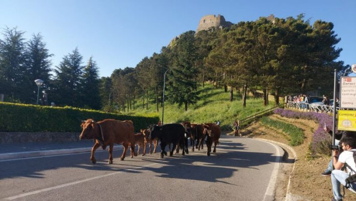 transumanza - geraci siculo