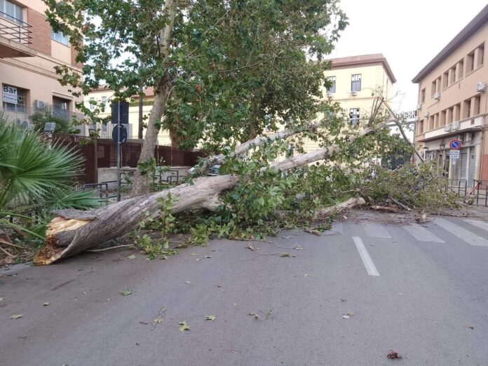 albero crollato a palermo