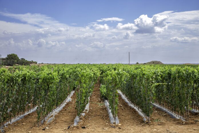 vigneti in sicilia